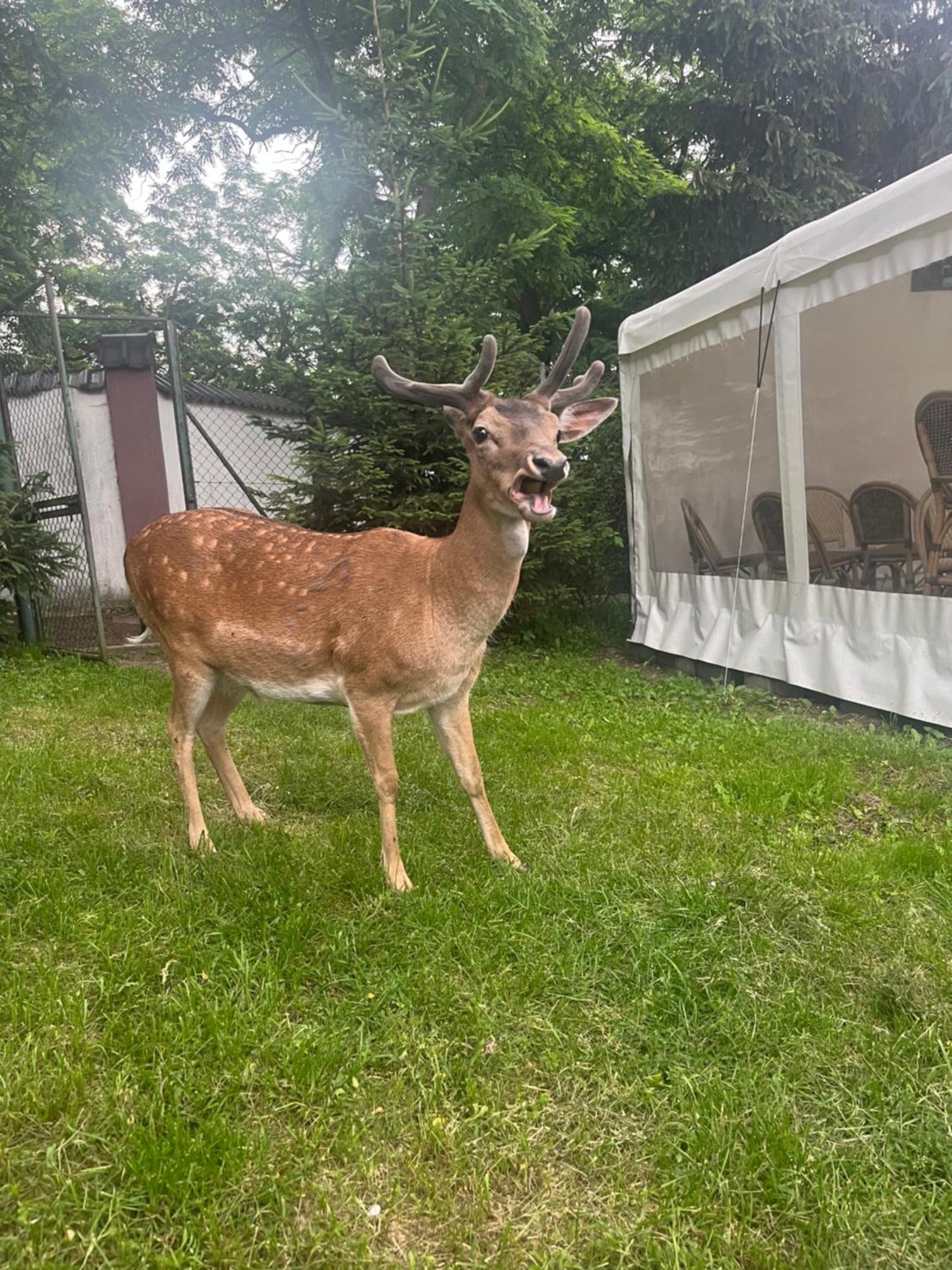 Dworek Biesiadny Radzewice Buitenkant foto